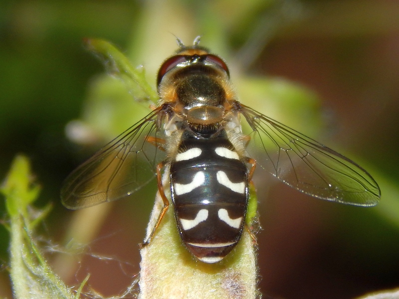 Scaeva pyrastri femmina